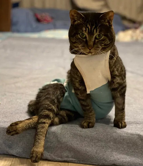 Posing Cat